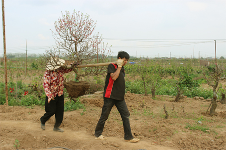 Người trồng đào Nhật Tân đang hối hả trồng, chăm sóc vụ đào mới và hi vọng sẽ thắng lợi...