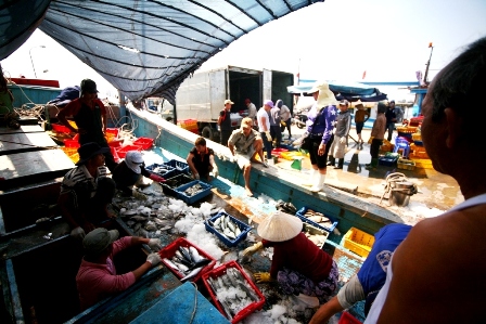 Âu thuyền Thọ Quang tấp nập cảnh mua bán cá vào ban ngày