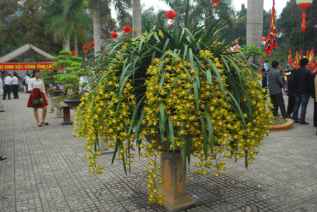 Chậu địa lan Trần Mộng có 128 nhành hoa cùng nở có giá 80 triệu đồng.