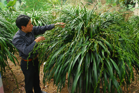 Anh Dương Toàn Thắng đang kiểm tra hoa địa lan chuẩn bị xuất bán cho khách.
