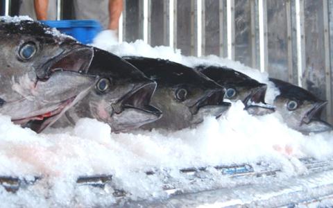 Cá ngừ được câu lên vẫn chỉ bảo quản bằng những phương pháp lạc hậu