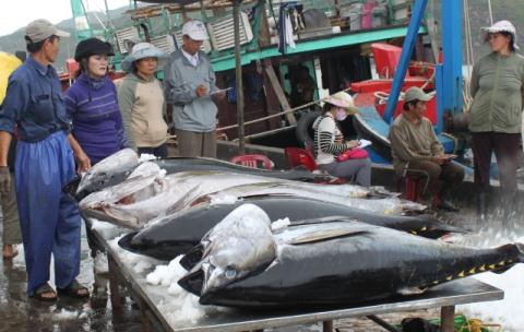 Dù câu cá ngừ đại dương theo công nghệ Nhật Bản, ngư dân Việt Nam vẫn chưa có lợi nhuận cao