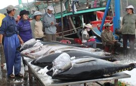 Câu cá ngừ kiểu Nhật: Điều Nhật Bản không thể chuyển giao