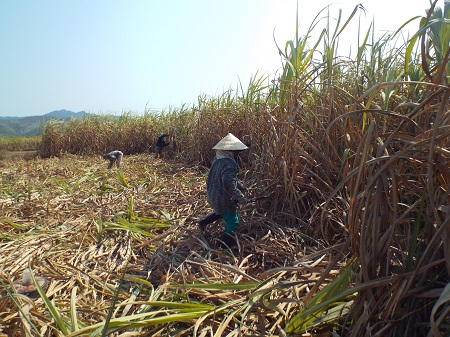 Người trồng mía ở Ninh Hòa, Khánh Hòa thua lỗ do mía mất mùa, mất giá.