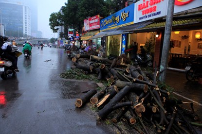 Cây xanh bị chặt hạ trên đường Nguyễn Chí Thanh. Ảnh:
Dân Việt