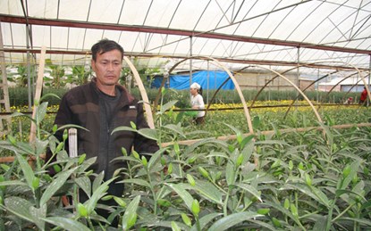 Ông Thưởng đã thành công khi trồng hoa ly công nghệ cao trên đất Sơn La. Ảnh: Thuần Việt