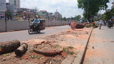 Cây xanh đã được chặt hạ trên đường Nguyễn Trãi. Ảnh: Nguyễn Dương