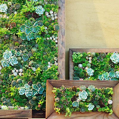 Tạo một bức tranh treo tường là một ý tưởng tuyệt vời để trang trí cây xanh trong nhà