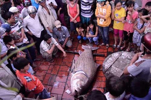 Năm 2012, lần đầu tiên ngư dân ở An Giang bắt được con cá tra dầu nặng 72kg từ sông Hậu.