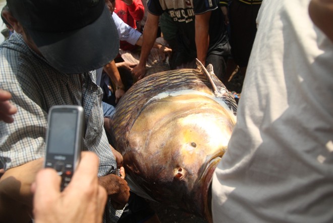 Năm 2012, lần đầu tiên ngư dân ở An Giang bắt được con cá tra dầu nặng 72kg từ sông Hậu.