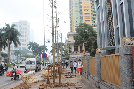 Đường phố Hà Nội không thích hợp trồng cây Vàng tâm?