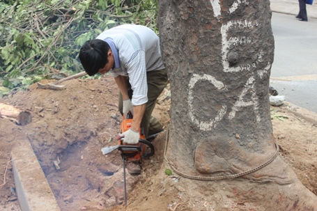 Thành ủy Hà Nội yêu cầu hạn chế loại bỏ cây xanh