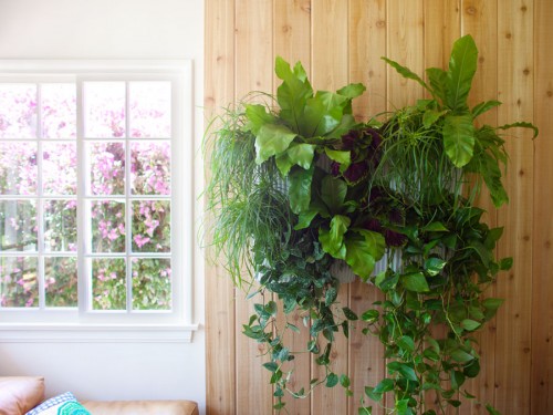 Trang trí cây xanh trong nhà bằng chậu cây treo tường tạo cho ngôi nhà một không gian tươi mới 