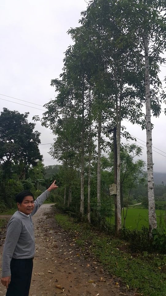Loại cây gỗ mỡ được rất nhiều hộ gia đình trồng trên đồi tại xã Đại Lịch, Văn Chấn, Yên Bái.