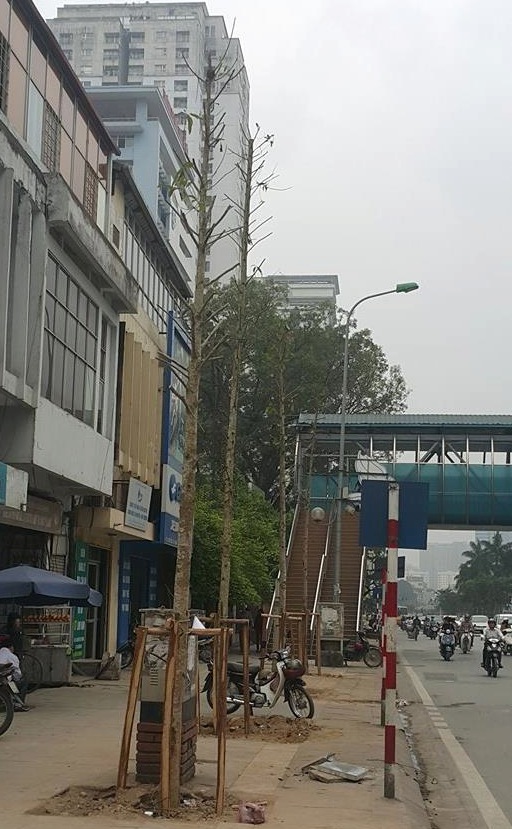 Đi tìm sự thật về hàng cây mới trồng trên đường Nguyễn Chí Thanh