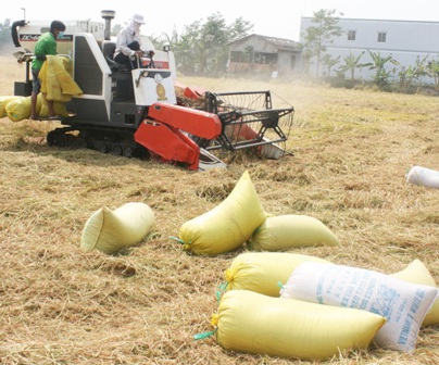Nông dân ĐBSCL thu hoạch lúa trong nỗi lo rớt giá