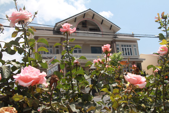 Hoa hồng được trồng dọc theo các con đường ở Đà Lạt