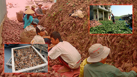 Nhà nông Việt và những “quả đắng” với tư thương Trung Quốc