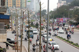 Hà Nội: Kế hoạch chi hơn 50 tỷ đồng cắt tỉa, thay thế cây xanh