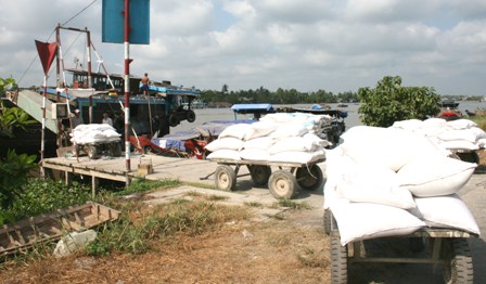 Thu mua lúa tạm trữ: Lúa giảm giá vì kinh, mương cạn kiệt?