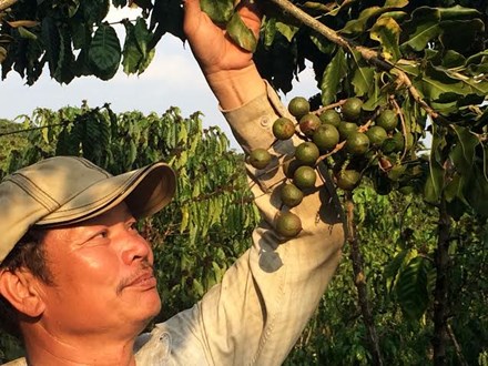 dự án trồng mắc ca tại Lâm Đồng sẽ dao động quanh mức 22.000 ha