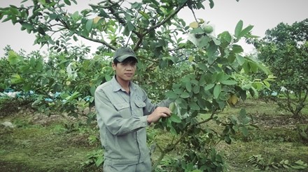 Anh Nguyễn Đăng Phái đang chăm sóc vườn ổi bốn mùa tiền tỷ.
