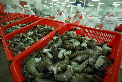 Mỹ từ chối nhập khẩu tôm hàng loạt vì nhiễm kháng sinh