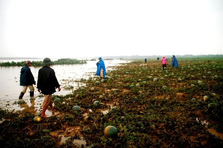 Huyện Đại Lộc có gần 90ha dưa bị ngập lũ