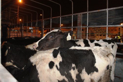 400 con bò tơ được Vinamilk nhập từ Úc về Việt Nam. Ảnh: QT