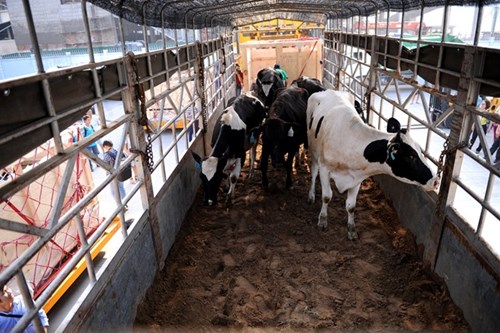 Vinamilk nhập hàng loạt bò sữa cao sản từ Úc về Việt Nam. 