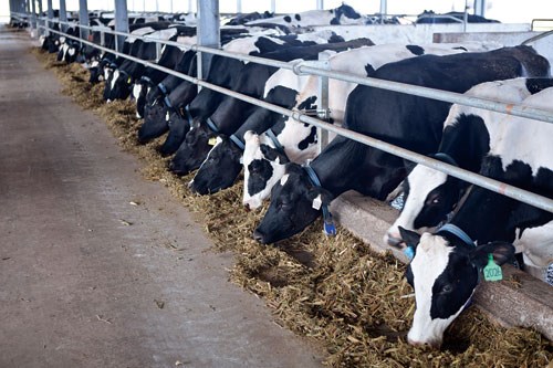 Cuộc chiến “nồi da xáo thịt” trên thị trường sữa nước
