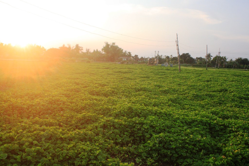 Bạt ngàn cánh đồng rau má phường Nhơn Phú (TP Quy Nhơn, Bình Định)