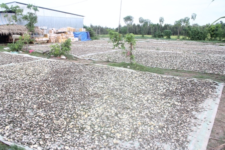 Sân phơi cam non xắt mỏng tại huyện Trà Ôn (Vĩnh Long)