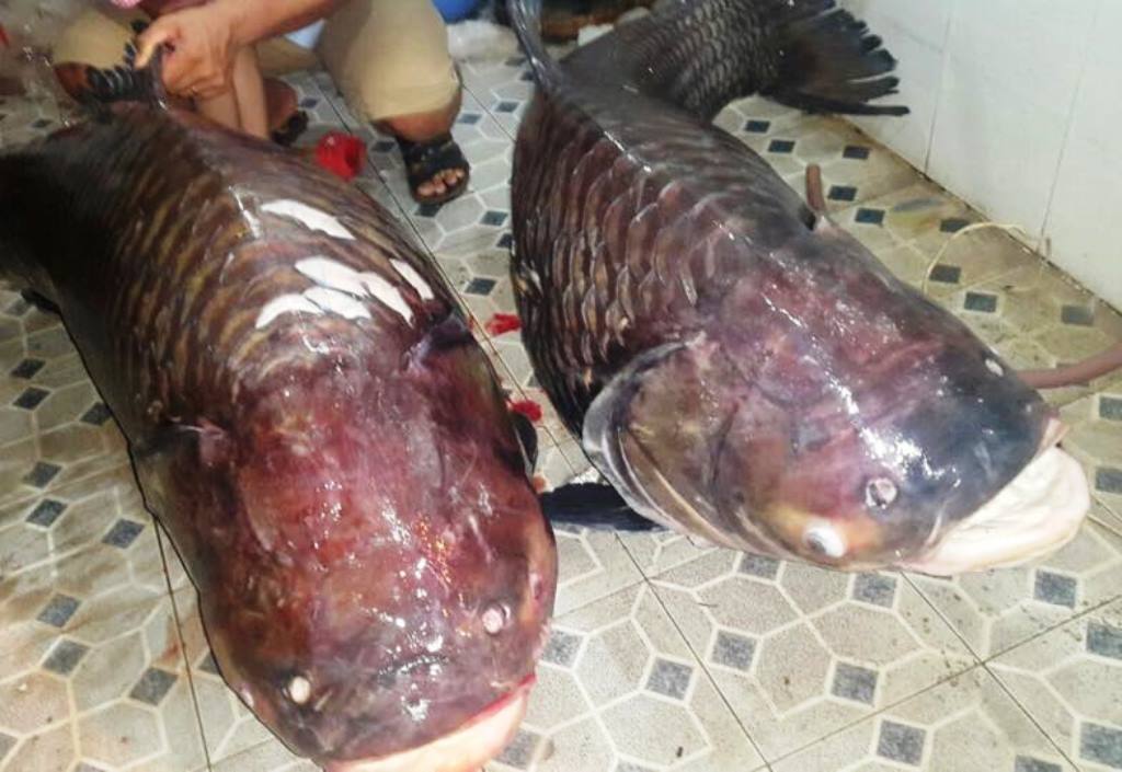 Hai chú cá hô khủng vừa được nhà ở TPHCM mua về từ Lào