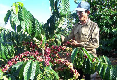 Cà phê - cây trồng mũi nhọn của Tây Nguyên.