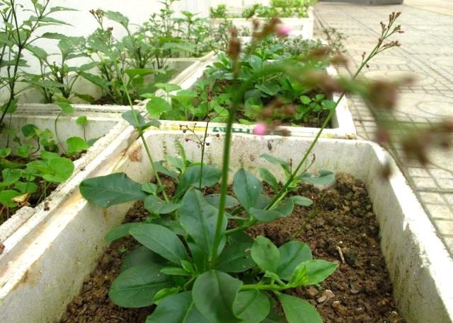 Hà thành sành ăn: Trồng cả vườn rau dại trên sân thượng
