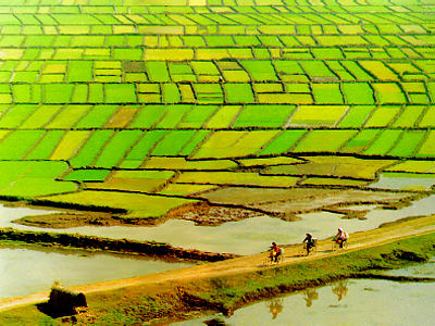 Chính phủ chi gần 500 tỷ đồng cho 9 tỉnh để giữ đất lúa