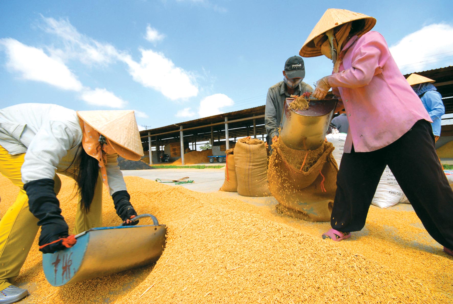 Hàng loạt kiến nghị đưa gạo Việt thành thương hiệu thế giới