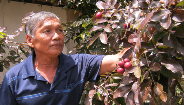Dân giàu Việt “phát sốt” vì cây độc, quả lạ