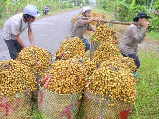 Nhãn xuồng cơm vàng ở Vĩnh Long nhà vườn đang cho thu hoạch bán giá cao nhờ thị trường xuất khẩu.