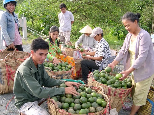 Về vùng cù lao Tân Lộc – TP Cần Thơ, nhà vườn cũng thu hoạch mận An Phước.
