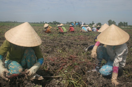 Nông dân trồng khoai lang tím Nhật ở Vĩnh Long đang bị thua lỗ nặng