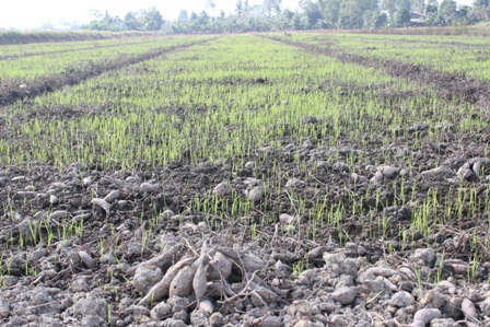 Ruộng khoai lang được nông dân chuyển sang trồng lúa