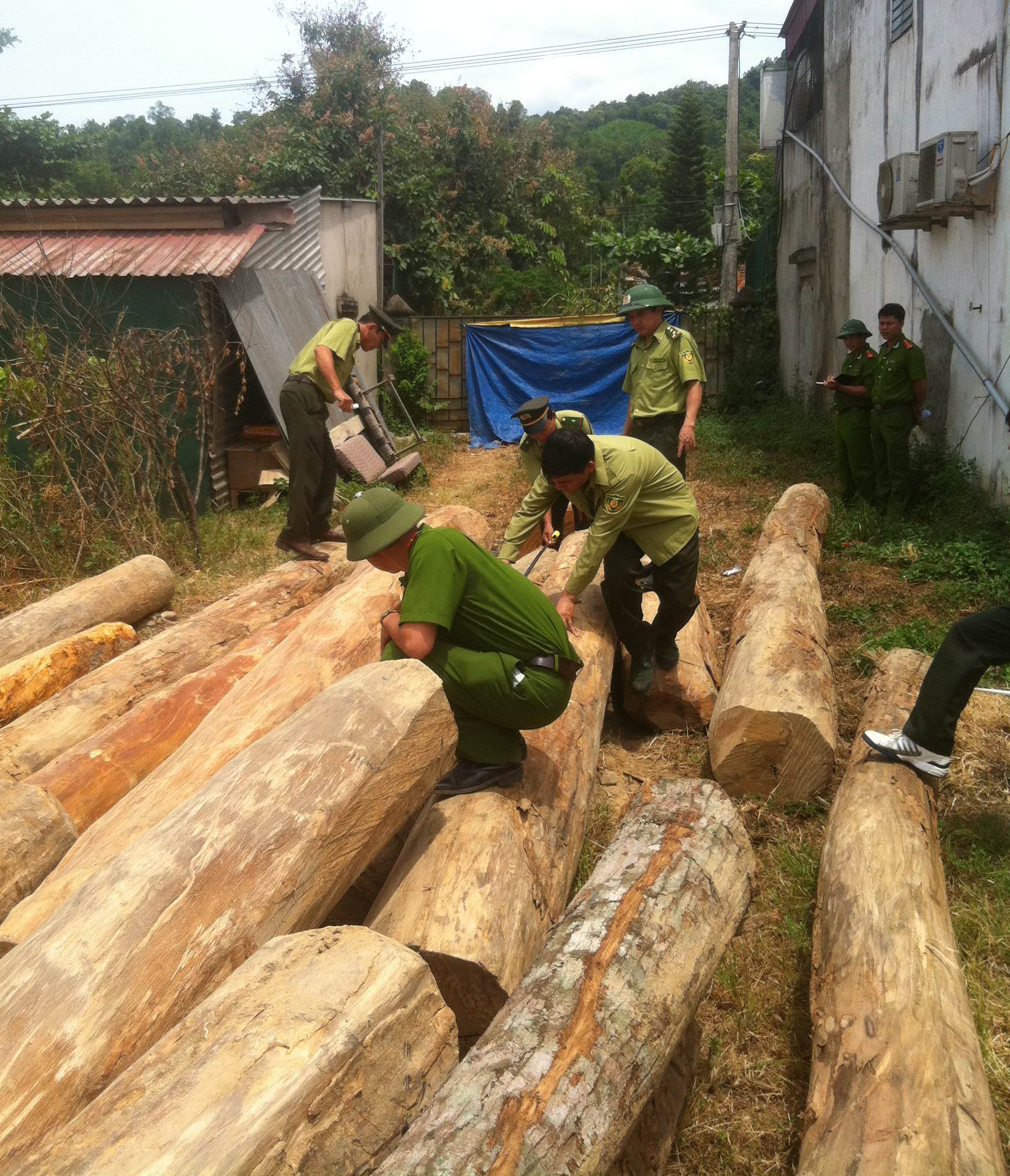 Thu giữ hơn 8 mét khối gỗ lậu “vô chủ” trên bãi đất trống