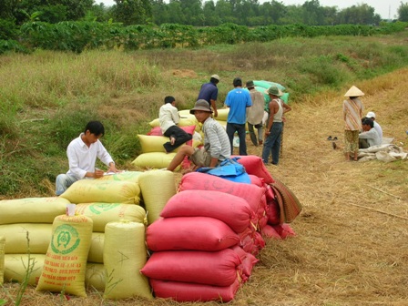 Nông dân đang bán lúa cho thương lái