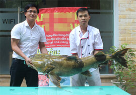 Cận cảnh cá Chiên “khủng” giá 40 triệu đồng tại Hà Nội