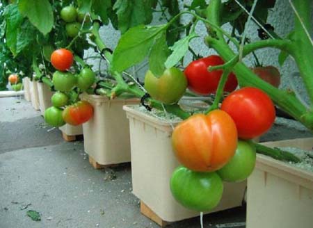 Chỉ cần chút tỉ mỉ là có thể có một vườn cà chua mini ngay tại nhà
