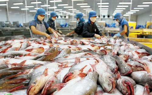USD tăng mạnh, xuất khẩu cá tra gặp khó