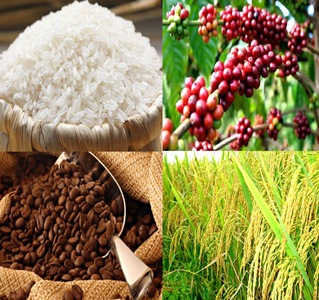 Giá trị xuất khẩu gạo và cà phê của Việt Nam còn thấp (Ảnh minh họa)