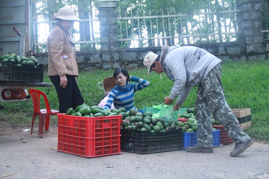 Bơ Lâm Đồng được giá, nông dân mừng ra mặt

